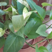 گل پتوس|گل و گیاه طبیعی|شاهرود, |دیوار