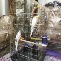 قفس طلایی عروس هلندی برزیلی کاسکو