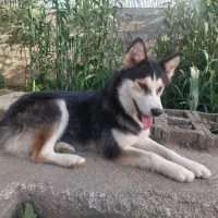 فروش   هاسکی های ۱ ساله