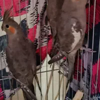 جوجه عروس هلندی