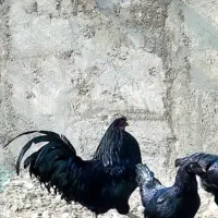 خروس سوماترا|حیوانات مزرعه|تهران, شهرک گلها (تهرانسر)|دیوار