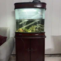 آکواریوم چینی