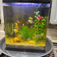 دو عدد اکواریوم