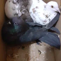 کبوتر|پرنده|آبش احمد, |دیوار