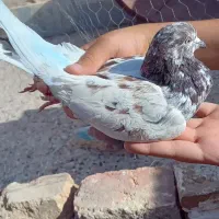 کفتر پاکستانی ماده|پرنده|قم, مهر آباد|دیوار