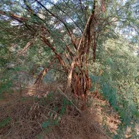 درخت رایگان|خدمات باغبانی و درختکاری|وحدتیه, |دیوار