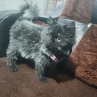 پرشین کلاسیک