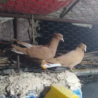 جفت زرد دمسفید کاکلی