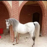 برکت یک راس کره نریان از طوفان کیانی