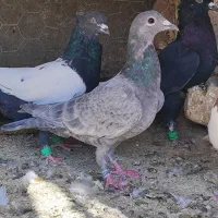 چند عدد رنگی با یک سار کرمانی|پرنده|تربتحیدریه, چهارراه خواف|دیوار