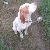 با سلام سگ شکاری ماده شکار بلد به شرط ۵ سال