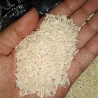 برنج محلی  دمسیاه  مینودشت
