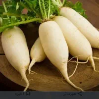 ترب سفید ،ترب برگدار معروف به ترب خمپاره ای