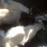 کهره و بره|حیوانات مزرعه|بندرعباس, |دیوار