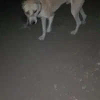 سگ گله ای  سن یک سال سه ماه