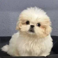 سرپرستی سگ کوچیک مخ ام