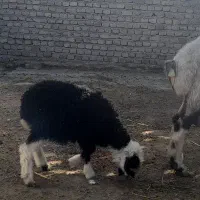 بره خوراک خور