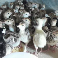 فروش جوجه بوقلمون برنز و محلی ۸ روزه واکسن خورده|حیوانات مزرعه|آمل, |دیوار