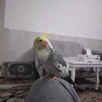 جفت عروس هلندی