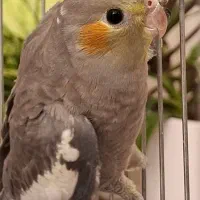 فروش عروس هلندی