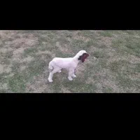 گوسفند بره ماده|حیوانات مزرعه|ماهیدشت, |دیوار