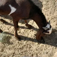 کره بز مری نژاد پنجاب|حیوانات مزرعه|زابل, |دیوار