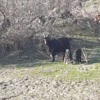 ۲۷ عدد بز جوان