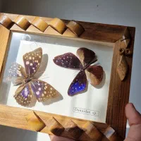 تابلو پروانه طبیعی