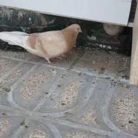 یه ۱۰تا۱۲ کفتر خوب رنگی هوای زیر قیمت معاوضه|پرنده|محمدشهر, محمدشهر|دیوار