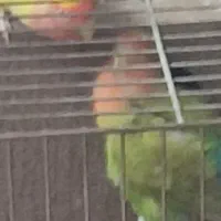 یه جفت طوطی برزیلی|پرنده|ری, شهرری|دیوار