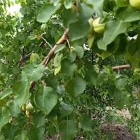 فروش باغ ۱۰۰۰ متری|فروش زمین و ملک کلنگی|خوی, |دیوار