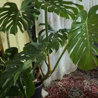 گل طبیعی مانسترا