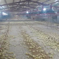 کارگر مرغداری