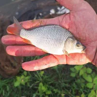 بچه ماهی کپور طلایی بشقابی|ماهی|اهواز, زرگان|دیوار