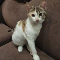 واگذاری گربه