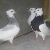 طوقی کبوتر کفتر|پرنده|رباط‌کریم, |دیوار