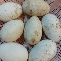 تخم غوقازوتخم مرغ نطفه دار