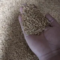 جو بذری تمیز