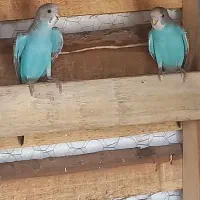 فروش مرغ عشق|پرنده|آسمینون, |دیوار