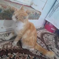 گربه|گربه|مشهد, طلاب|دیوار