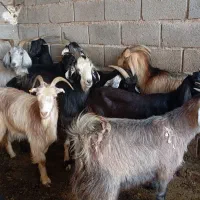 گوسفند مدتی میخام