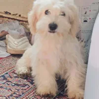 شیتزو|سگ|خاوران, |دیوار