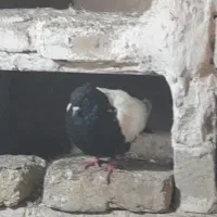 کفتر سینه سیاه ما کله سرخ