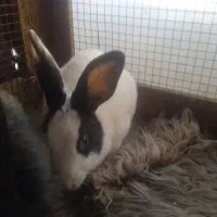 خرگوش|موش و خرگوش|تربت‌حیدریه, فرمانداری|دیوار