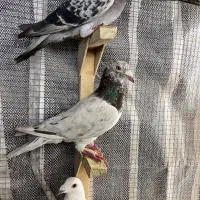 ۵تا گرفتنی نر