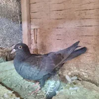 کبوتر مسافتی|پرنده|تهران, مسگرآباد|دیوار