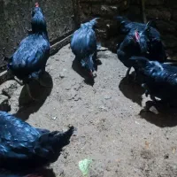 خروس سیاه|حیوانات مزرعه|مشهد, نیزه|دیوار