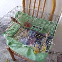 ۲عدد قناری ماده آماده