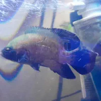 ماهی اسکار خوشرنگ