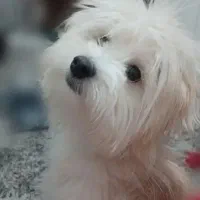 سگ شیتزو تربیت شده